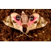 Eyed Hawk Smerinthus ocellata pupae